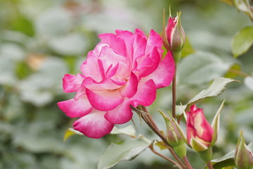 Fototapeta premium 薔薇