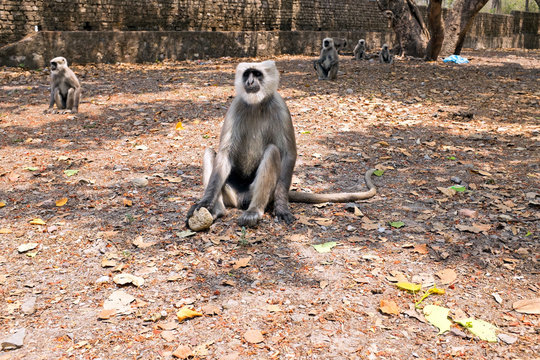 Langur monkeys in the forest near Ram Jhula in India