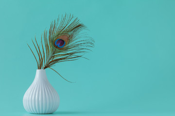 Peacock feathers on plain background