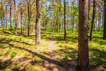 Fototapeta premium Forest trees. nature green wood sunlight backgrounds