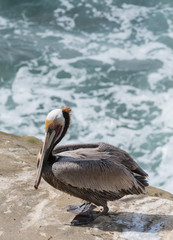 Pelican Sits on Cliff Over Ocean