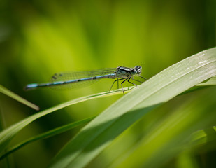 Damselfly