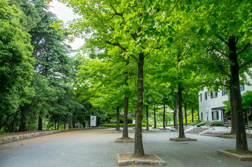 公園の木々