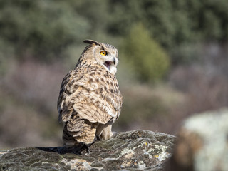 Eagle owl (Bubo bubo) standing on a rock