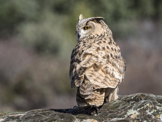 Eagle owl (Bubo bubo) standing on a rock