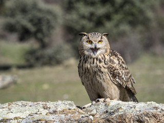 Eagle owl (Bubo bubo) standing on a rock