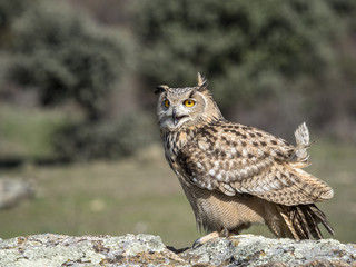 Eagle owl (Bubo bubo) standing on a rock