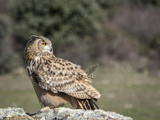 Eagle owl (Bubo bubo) standing on a rock