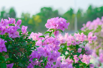 Fototapeta na wymiar Bougainvillea,pink flowers in thailand