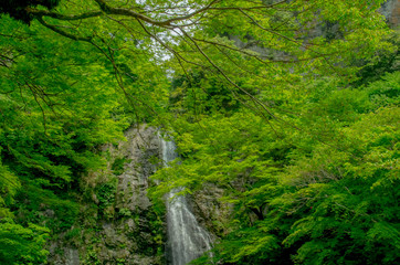 Fototapeta na wymiar 大阪・箕面の滝