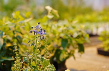 Colorful plants being grown in a nursery greenhouse