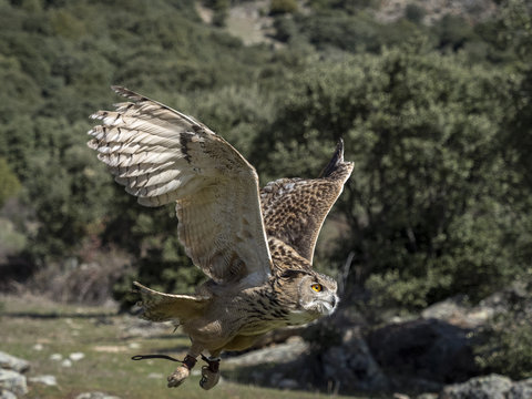 Eurasian eagle owl (Bubo bubo) flying in a falconry exhibition