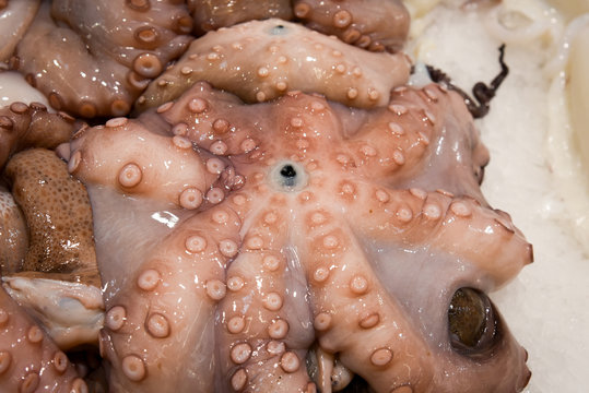 Fresh frozen octopus  onice .