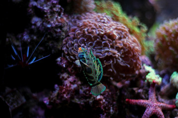Green Mandarin fish in coral reef aquarium