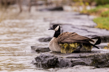 Canada geese protecting their goslings in a parc in Quebec, Canada.