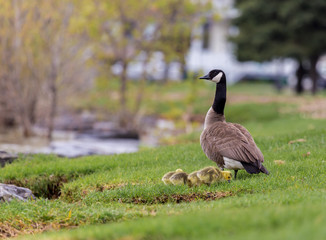 Canada geese protecting their goslings in a parc in Quebec, Canada.