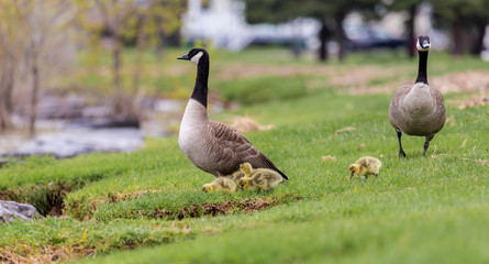 Canada geese protecting their goslings in a parc in Quebec, Canada.