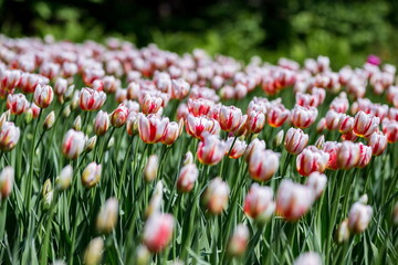 Brightly colored Canada 150 Celabration tulips shot at Ottawa tulip festival in Ontario Canada. The...