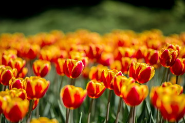 Brightly colored tulips shot at Ottawa tulip festival in Ontario Canada. The mixed bed cultivated flowers supply a color explosion that dazzles in the early spring time sun.