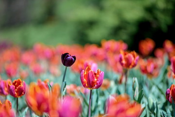 Brightly colored tulips shot at Ottawa tulip festival in Ontario Canada. The mixed bed cultivated flowers supply a color explosion that dazzles in the early spring time sun.
