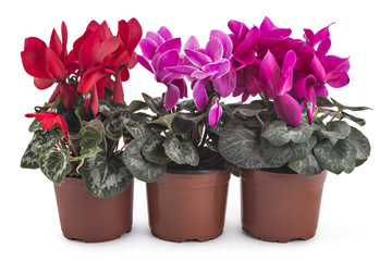 Spring cyclamen flowers, Cyclamen persicum in a flowerpot isolated on white background - 156768849