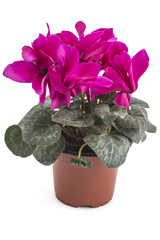 Pink spring cyclamen flowers, Cyclamen persicum in a flowerpot isolated on white background