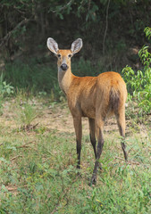Naklejka na ściany i meble Marsh Deer (Blastocerus dichotomus ) - female - listed as a vulnerable species.Largest deer of South America., The Pantanal, Mato Grosso, Brazil Photo by: Peter Llewellyn