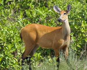 Marsh Deer (Blastocerus dichotomus ) - female -  listed as  a vulnerable species. The Pantanal, Brazil