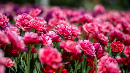 Brightly colored tulips shot at Ottawa tulip festival in Ontario Canada. The mixed bed cultivated flowers supply a color explosion that dazzles in the early spring time sun.
