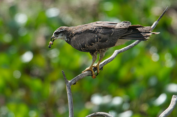 Snail Kite (Rosthramus hamatus) - juvenile, The Pantanal, Mato Grosso, Brazil Photo by: Peter...