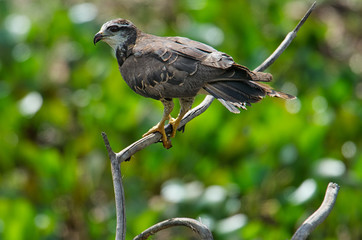 Snail Kite (Rosthramus hamatus) - juvenile - , The Pantanal, Mato Grosso, Brazil Photo by: Peter Llewellyn