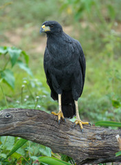 Great Black Hawk (Buteogallus urubitinga), The Pantanal, Mato Grosso, Brazil