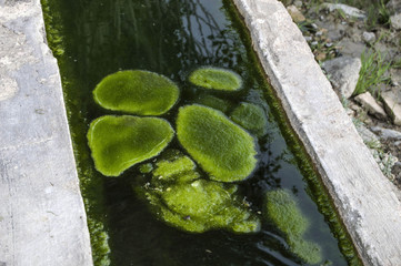 Green water algae and moss paintings in the pool,
