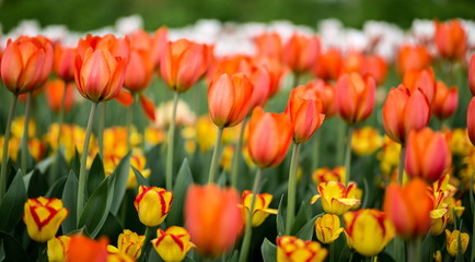 Fototapeta na wymiar Brightly colored tulips shot at Ottawa tulip festival in Ontario Canada. The mixed bed cultivated flowers supply a color explosion that dazzles in the early spring time sun.