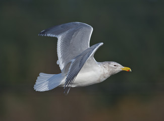 Glaucous-winged Gull (Larus glaucescens) in flight , Brickyards Beach, Gabriola Island, British Columbia, Canada