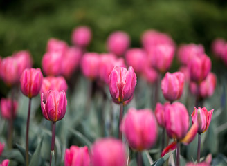 Brightly colored tulips shot at Ottawa tulip festival in Ontario Canada. The mixed bed cultivated flowers supply a color explosion that dazzles in the early spring time sun.