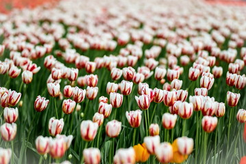Brightly colored Canada 150 celebration tulips shot at Ottawa tulip festival in Ontario Canada. The...