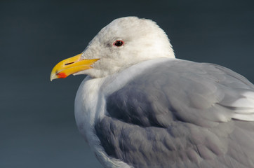 Glaucous-winged Gull (Larus glaucescens), Drumbeg Provincial Park, Gabriola Island , British Columbia, Canada