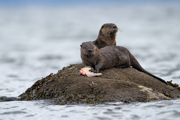 Common Otter (Lontra canadensis) AKA Northern River Otter - feeding on flat fish,  Qualicum Beach , British Columbia, Canada