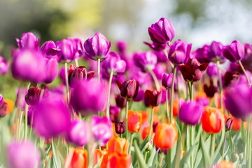 Brightly colored tulips shot at Ottawa tulip festival in Ontario Canada. The mixed bed cultivated flowers supply a color explosion that dazzles in the early spring time sun.