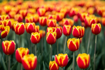 Obraz premium Brightly colored tulips shot at Ottawa tulip festival in Ontario Canada. The mixed bed cultivated flowers supply a color explosion that dazzles in the early spring time sun.