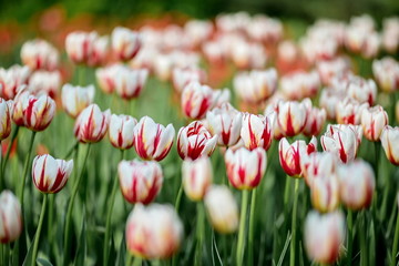 Brightly colored Canada 150 celebration tulips shot at Ottawa tulip festival in Ontario Canada. The...