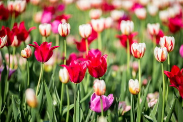 Brightly colored Canada 150 celebration tulips shot at Ottawa tulip festival in Ontario Canada. The mixed bed cultivated flowers supply a color explosion that dazzles in the early spring time sun.