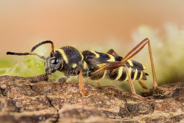 Focus Stacking - Wasp Beetle, Beetle, Clytus arietis