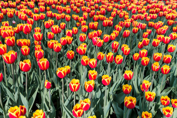 Brightly colored tulips shot at Ottawa tulip festival in Ontario Canada. The mixed bed cultivated flowers supply a color explosion that dazzles in the early spring time sun.