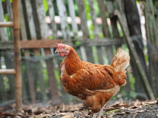 hen in Thai local farm
