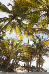 Coqueirinho beach, Conde (PB), Brazil