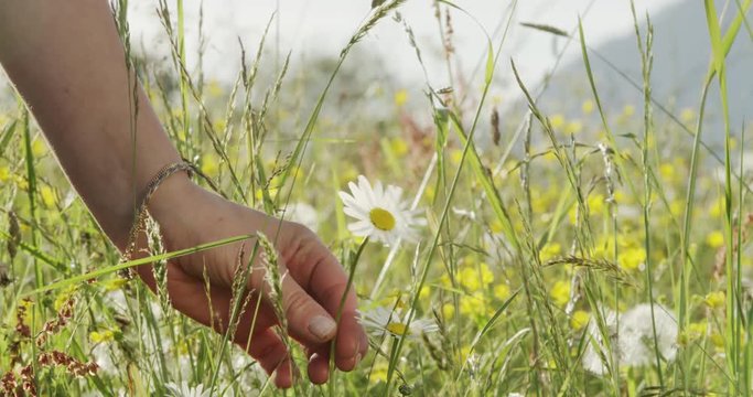 girl picking flower from wild meadow in the mountains