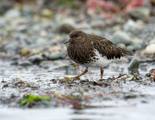 Black Turnstone (Arenaria melanocephala),  Qualicum Beach , British Columbia, Canada