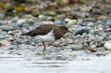 Black Turnstone (Arenaria melanocephala),  Qualicum Beach , British Columbia, Canada